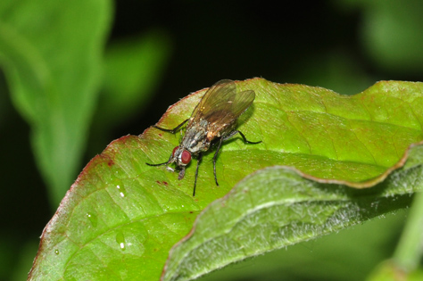 Anthomia liturata?